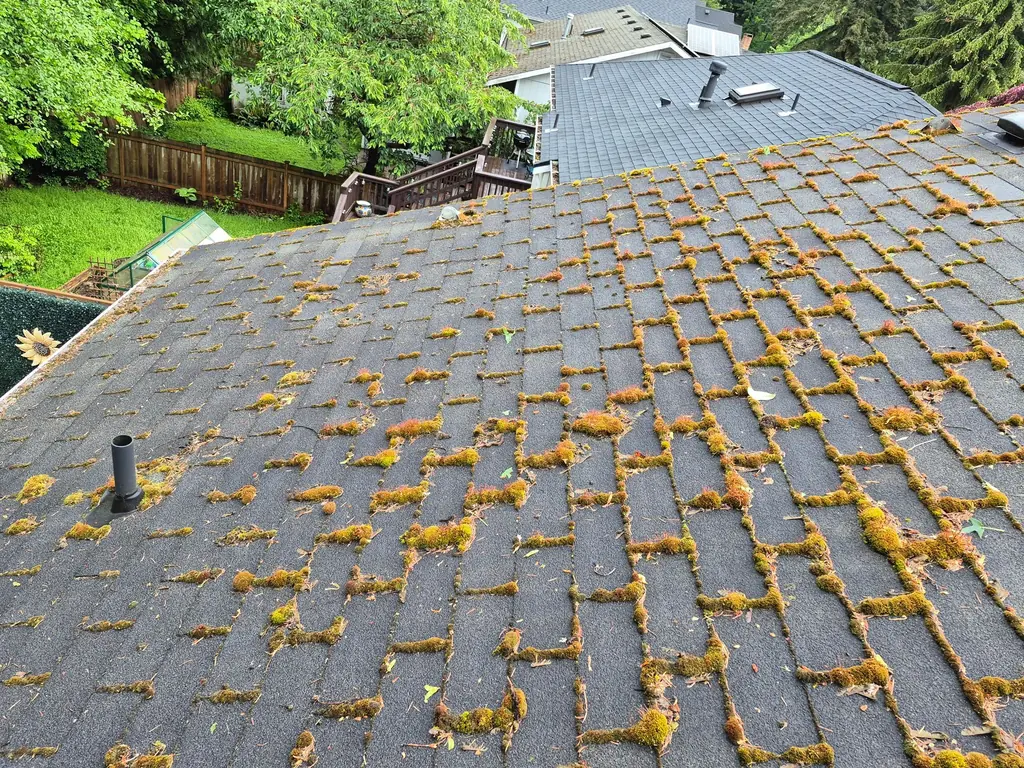 Roof cleaner on gray shingle roof with "5 signs you need roof cleaning before summer" banner.