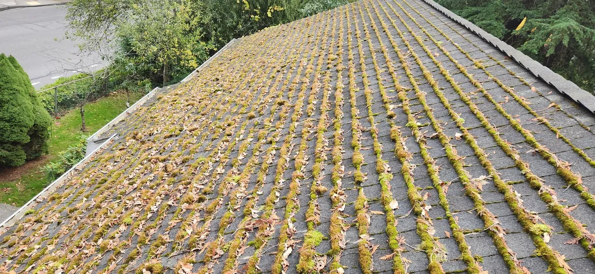 Composition shingle roof with moss lines along the shingle joints and fallen leaves before cleaning
